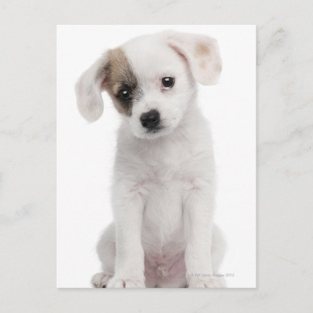 Cross breed puppy (2 months old) postcard (Front)