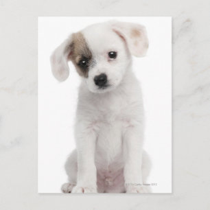 Cross breed puppy (2 months old) postcard