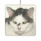 Cross eyed cat and fly