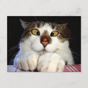 Cross Eyed Cat And Ladybird Postcard