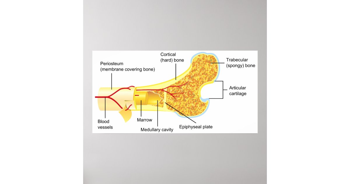 Cross Section Diagram of a General Human Bone Poster | Zazzle