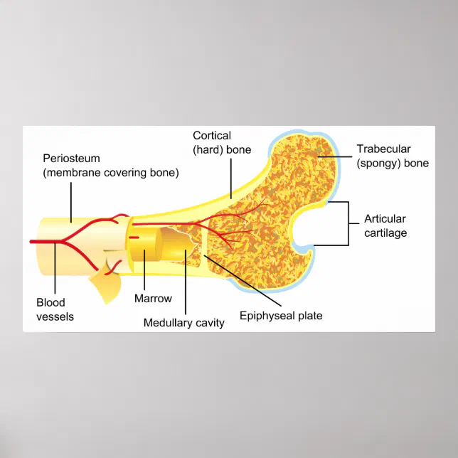 Cross Section Diagram of a General Human Bone Poster | Zazzle