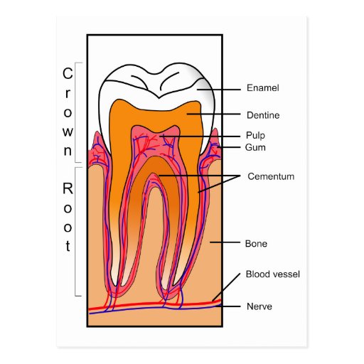 Cross Section Diagram of a Human Tooth Postcard | Zazzle