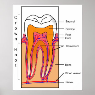 Cross Section Diagram of a Human Tooth Poster