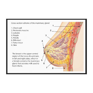 Human female nipple cross section diagram with captions