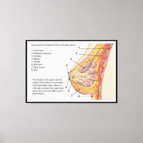 Cross Section Diagram of the Human Mammary Gland Canvas Print