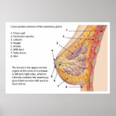 https://rlv.zcache.com/cross_section_diagram_of_the_human_mammary_gland_poster-r8034428a40a74a3d8fbd61b9a6653d5e_29h4q_8byvr_166.jpg