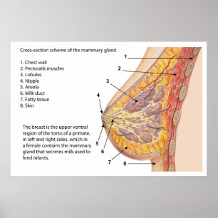 Cross Section Diagram of the Human Mammary Gland Poster