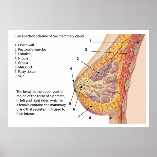 Cross Section Diagram of the Human Mammary Gland Poster