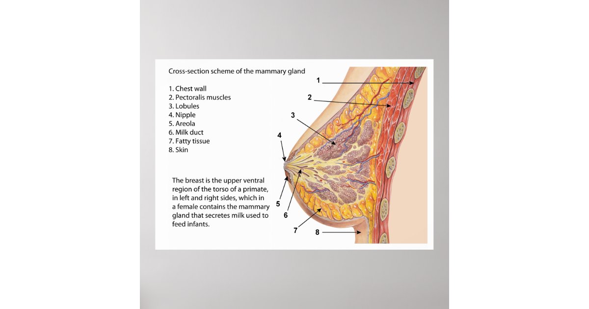 Cross Section Diagram of the Human Mammary Gland Poster | Zazzle