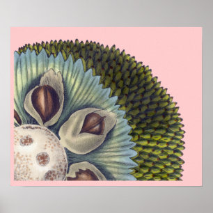 Cross Section of a Breadfruit - Tropical Foods Poster