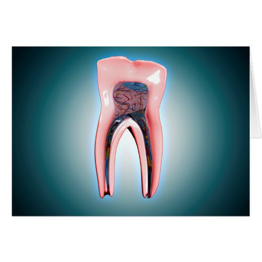 Cross-Section Of A Human Tooth Cards (Front Horizontal)