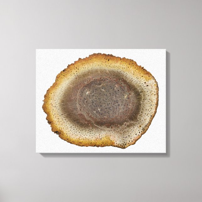 Cross-section of a Petrified Fern stem (Tieteasing Canvas Print (Front)