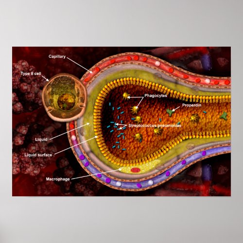 Cross_section of an alveoli in the human lungs poster