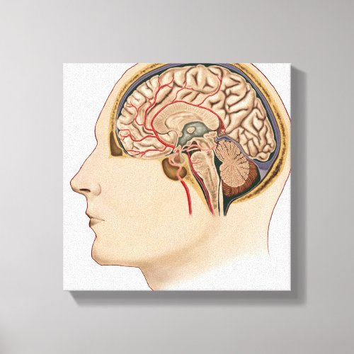 Cross Section Of Brain With Arteries Canvas Print