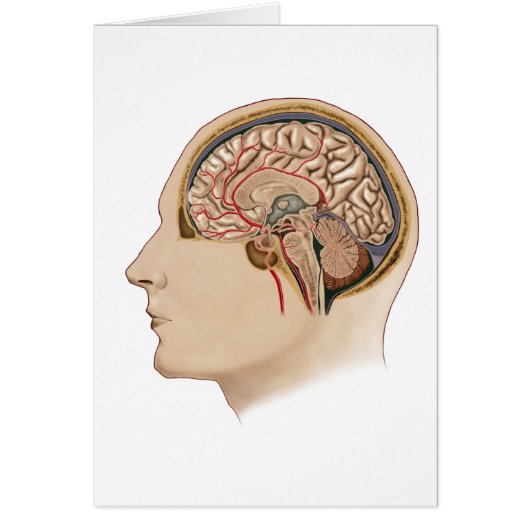 Cross Section Of Brain With Arteries Cards (Front)