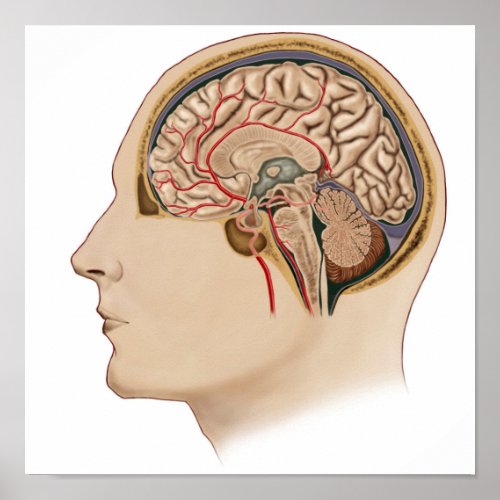 Cross Section Of Brain With Arteries Poster