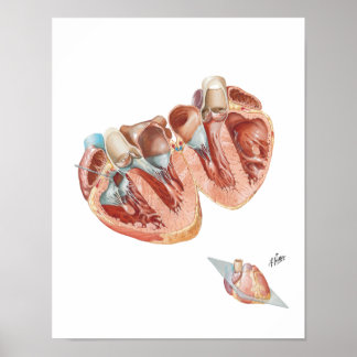 Cross-Section of Heart by Frank H. Netter, MD Poster