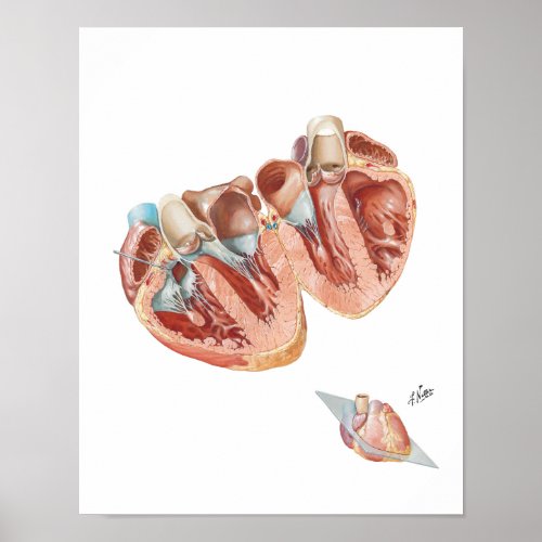 Cross_Section of Heart by Frank H Netter MD Poster