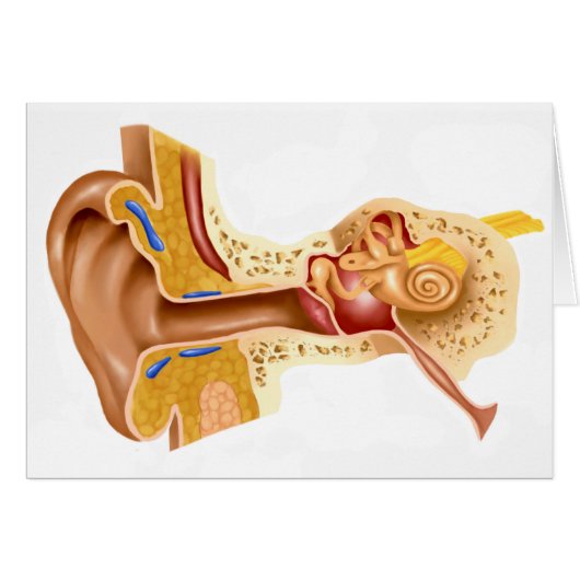Cross Section Of Human Ear Cards (Front Horizontal)
