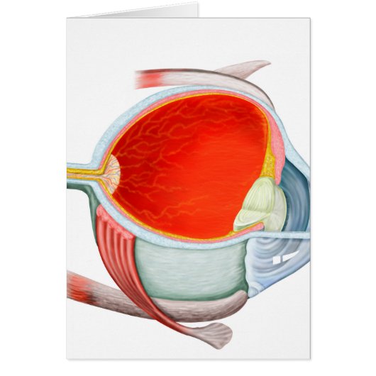 Cross Section Of Human Eye Cards (Front)