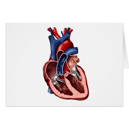 Cross Section Of Human Heart Cards (Front Horizontal)