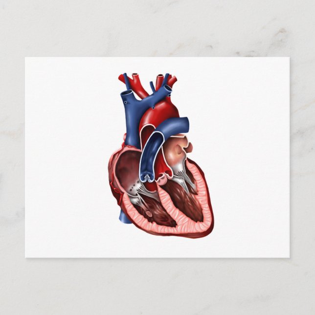 Cross Section Of Human Heart Postcard (Front)