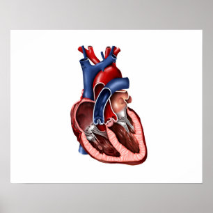 Cross Section Of Human Heart Poster