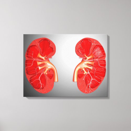 Cross_Section Of Human Kidney Canvas Print