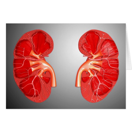 Cross-Section Of Human Kidney Cards (Front Horizontal)