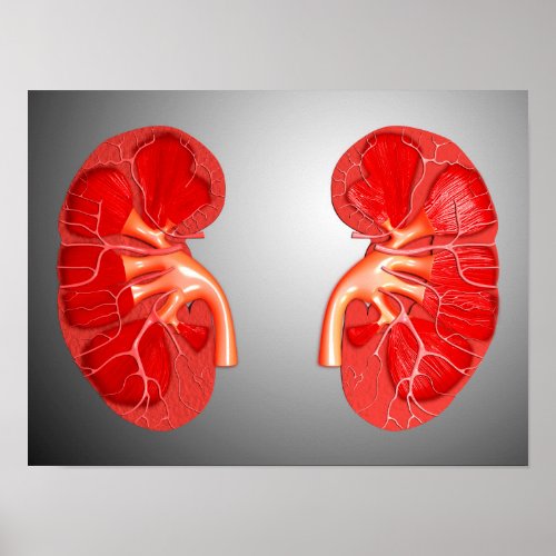 Cross_Section Of Human Kidney Poster