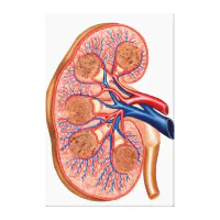https://rlv.zcache.com/cross_section_of_internal_anatomy_of_a_kidney_canvas_print-r4ad7bed77d904dd99245a96c0535ddb4_iliaq_8byvr_200.webp