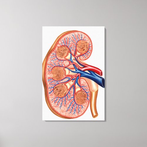 Cross Section Of Internal Anatomy Of A Kidney Canvas Print