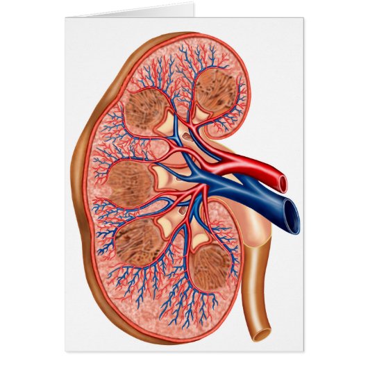 Cross Section Of Internal Anatomy Of A Kidney Cards (Front)
