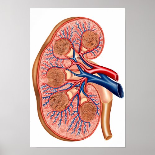 Cross Section Of Internal Anatomy Of A Kidney Poster