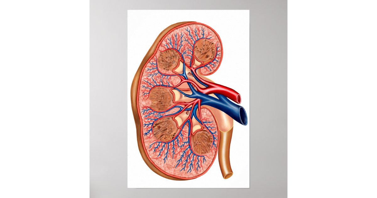 https://rlv.zcache.com/cross_section_of_internal_anatomy_of_a_kidney_poster-r4bdf176b804f4dde92fab184cbeda654_wv0_8byvr_630.jpg?view_padding=%5B285%2C0%2C285%2C0%5D