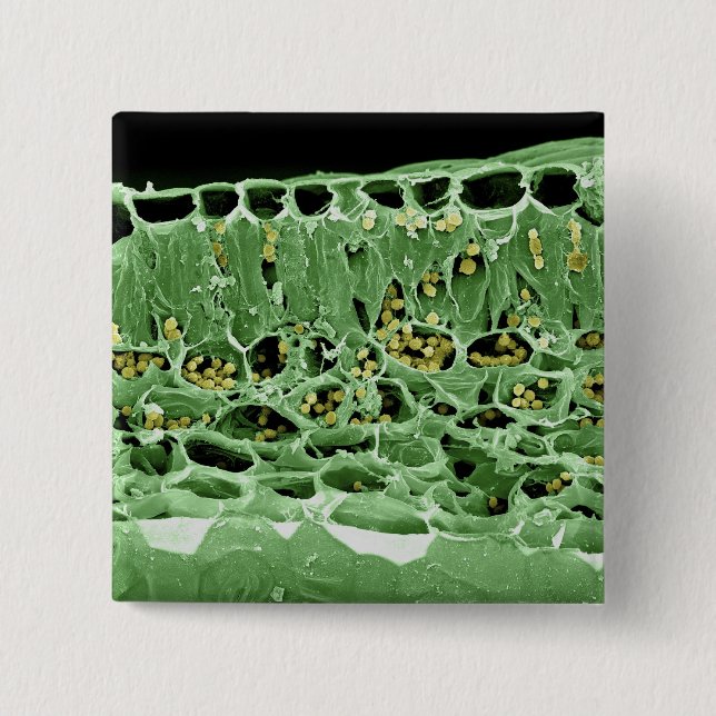 Cross Section of Leaf Button (Front)