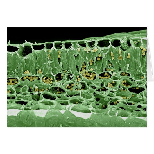 Cross Section of Leaf Cards (Front Horizontal)
