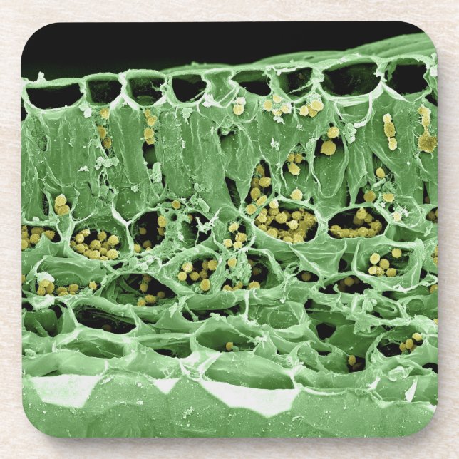 Cross Section of Leaf Drink Coaster (Front)