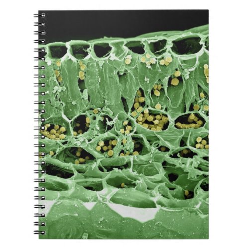 Cross Section of Leaf Notebook