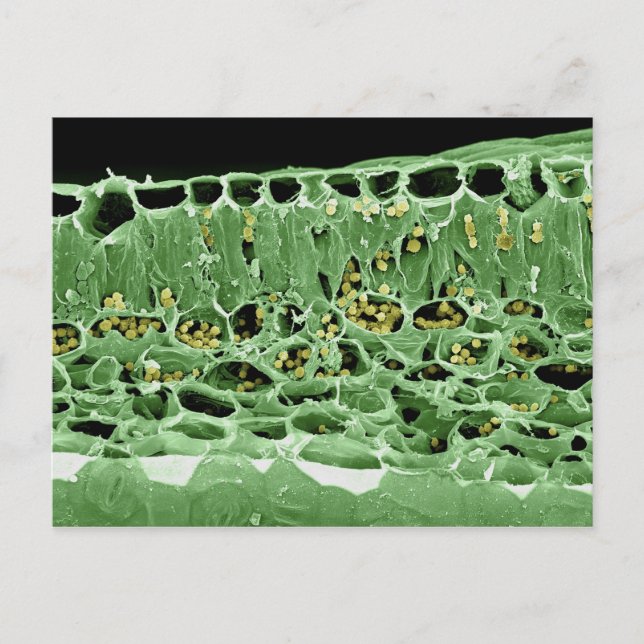 Cross Section of Leaf Postcard (Front)