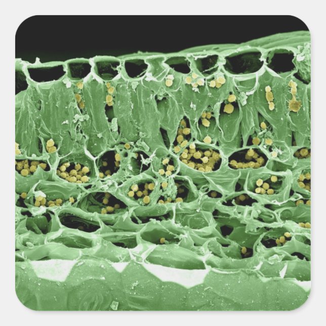 Cross Section of Leaf Square Sticker (Front)