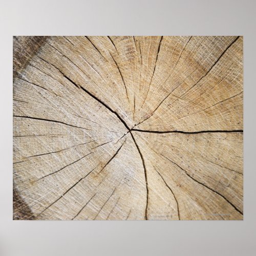 Cross section of tree trunk poster