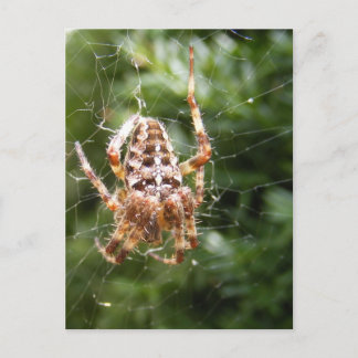 Cross Spider 132 ~ postcard