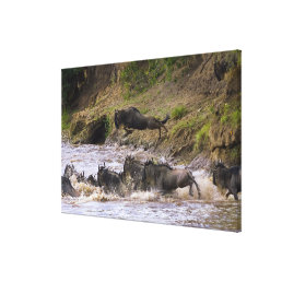 Crossing of the Mara River by Zebras and Canvas Print