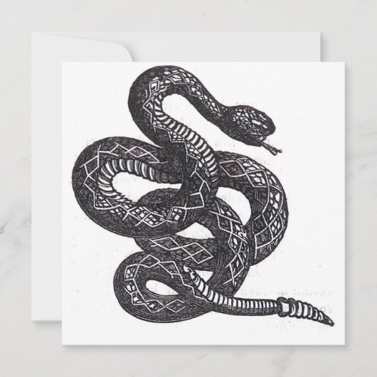 Crotalus Cascavella Snake (Venemous Pit Viper) (Front)