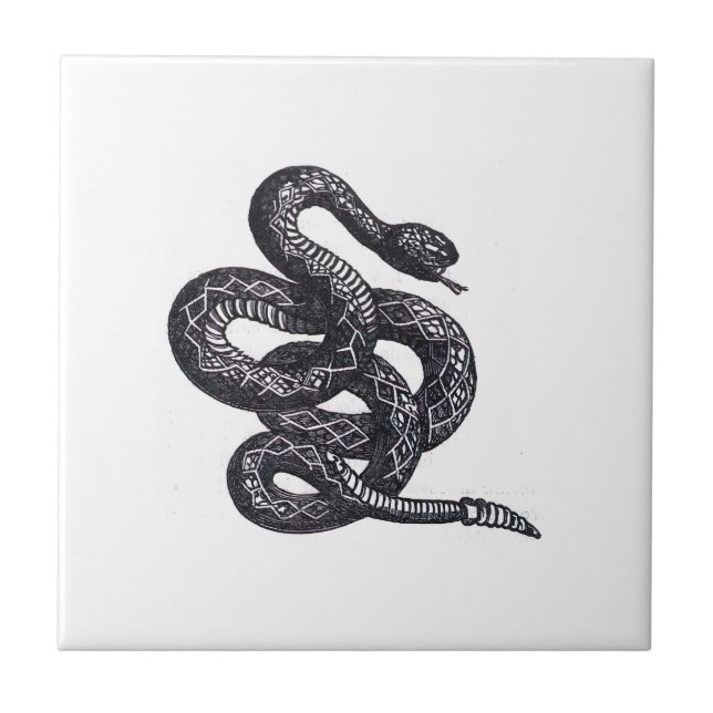 Crotalus Cascavella Snake (Venemous Pit Viper) Ceramic Tile (Front)
