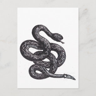 Crotalus Cascavella Snake (Venemous Pit Viper) Postcard
