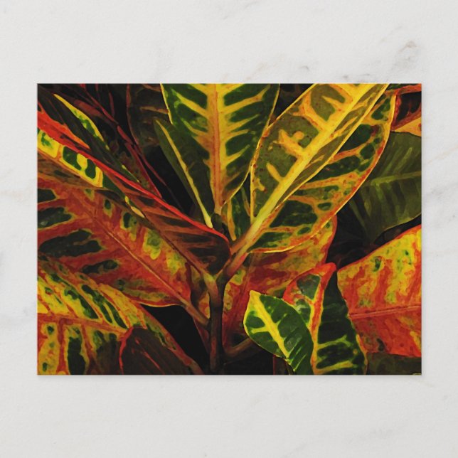 Croton Leaves Abstract Postcard (Front)