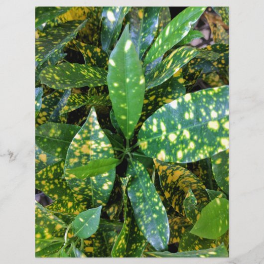 Croton Plant (Front)